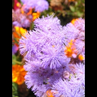 Ageratum mexicanum cv Horizon bleu (fam. Composees) (4)
